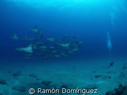 School of cownose rays at Cabo Pulmo marine park by Ramón Domínguez 